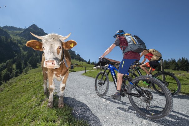 Mountainbiker mit Kuh in Bründling