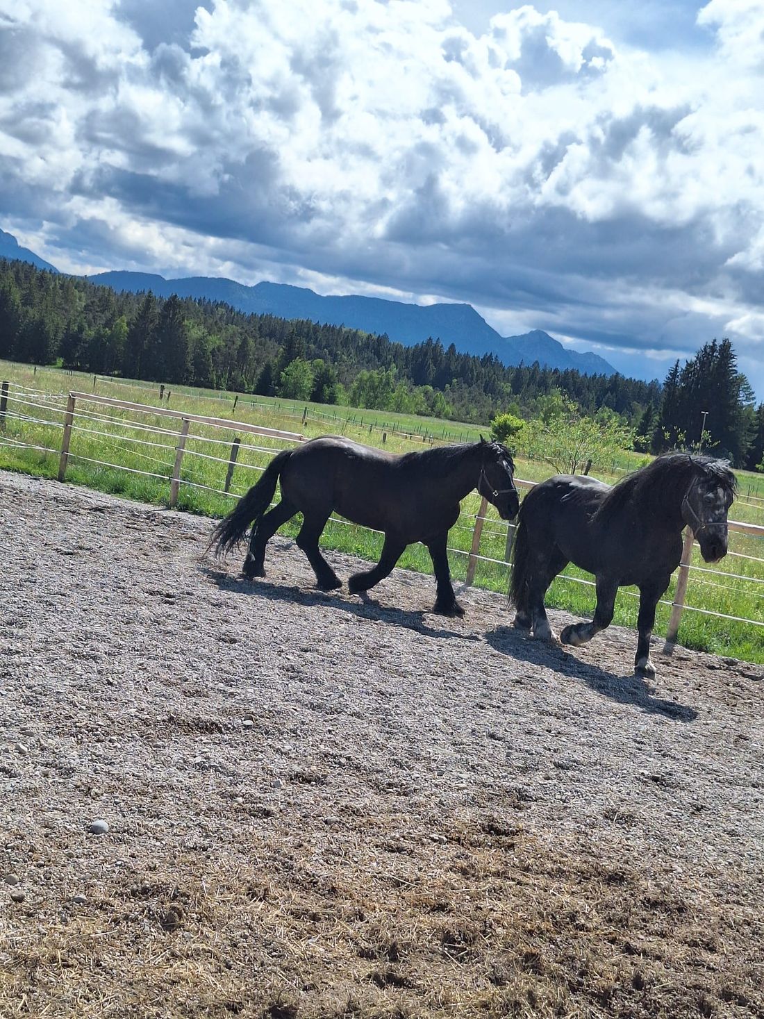 Navaro & Felino auf dem Sandplatz