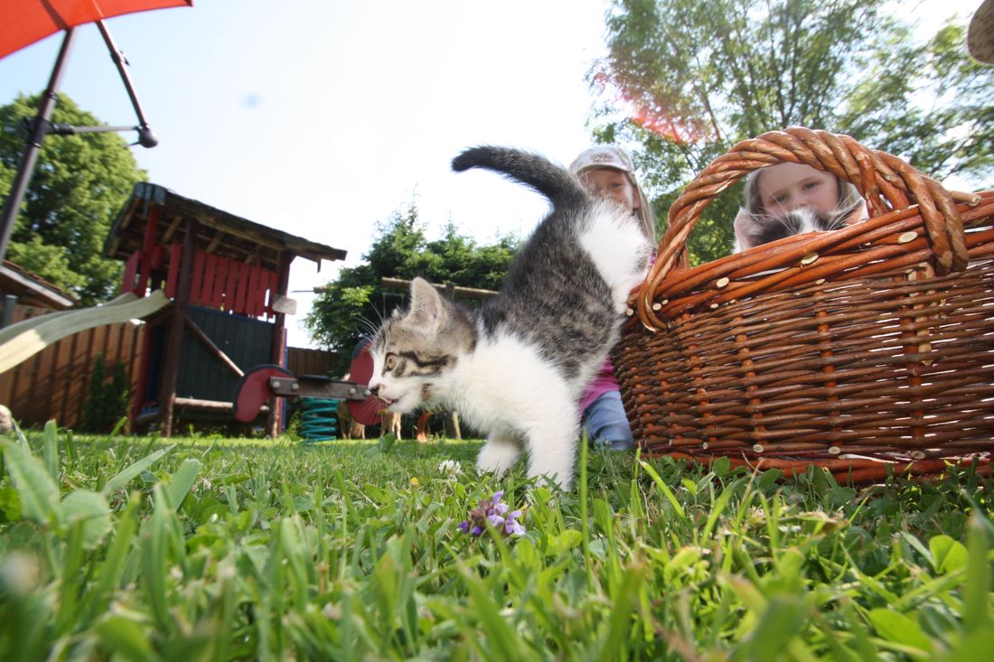 spielendes Kätzchen