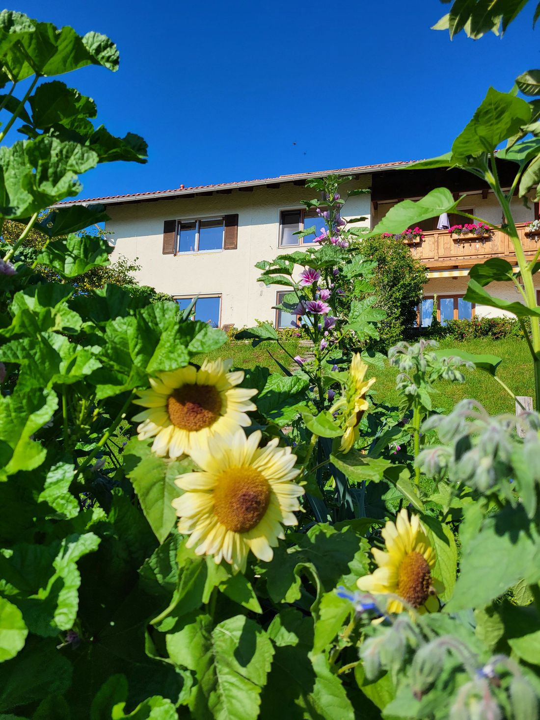 Gästehaus umrahmt von  Sommerblumen