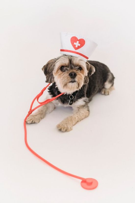 Erste Hilfe am Hund (003)
