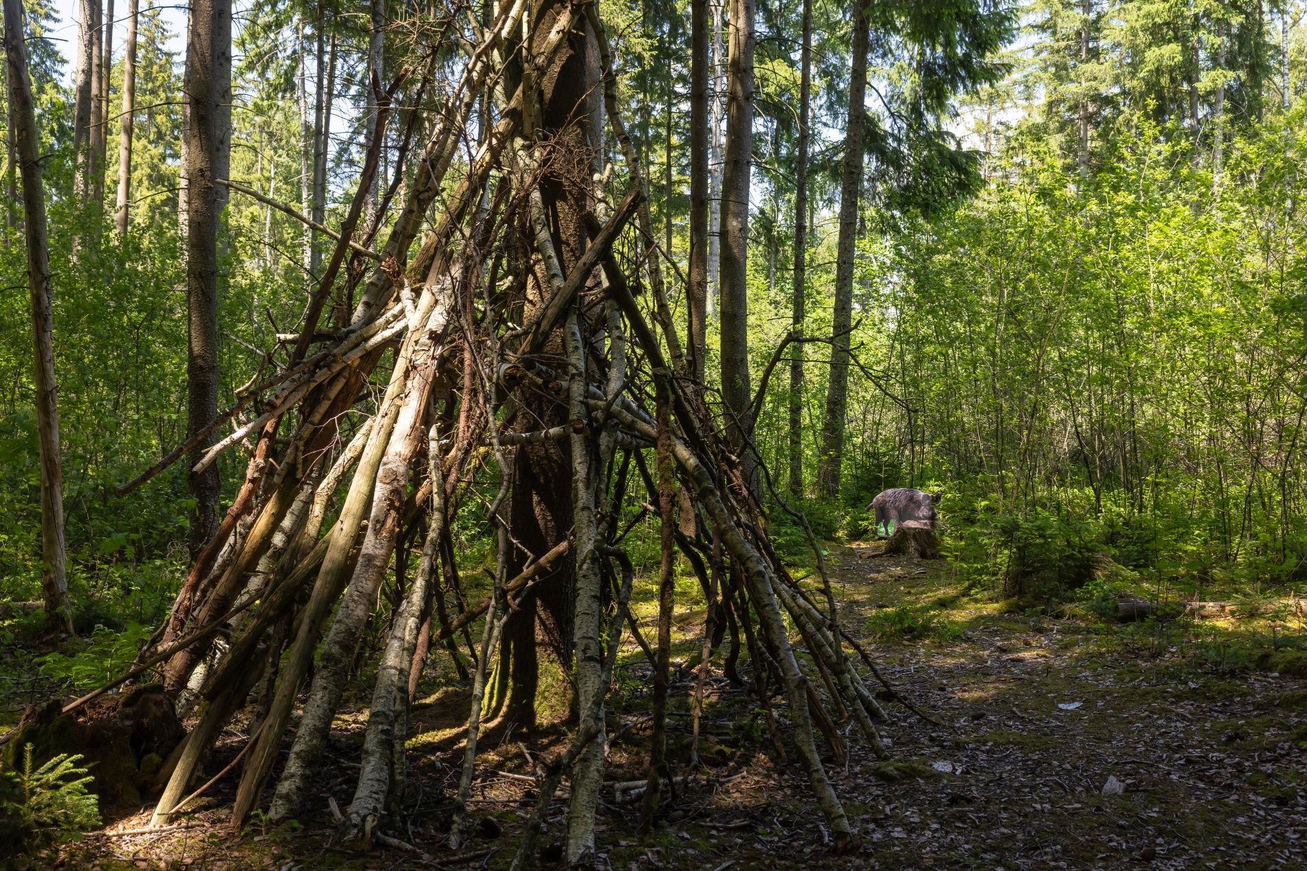Rottauer Waldtierweg