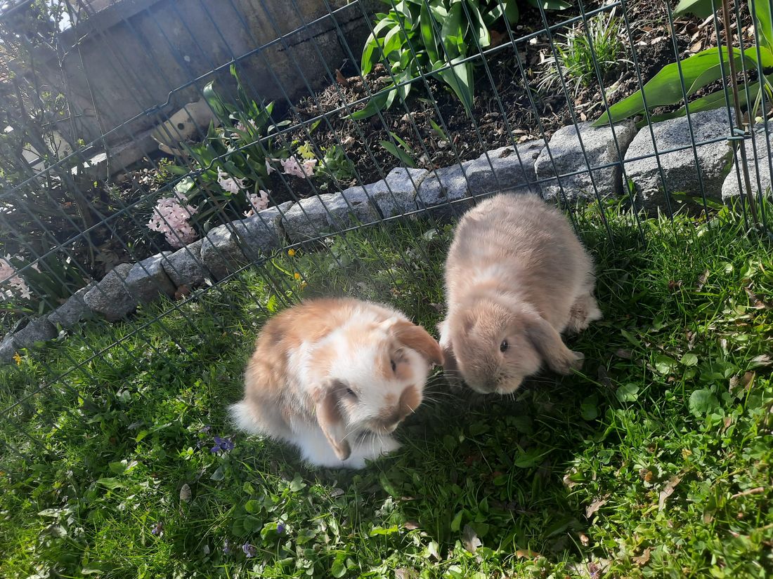 Unsere Zwergwidderhäschen "Maxl & Sissi"