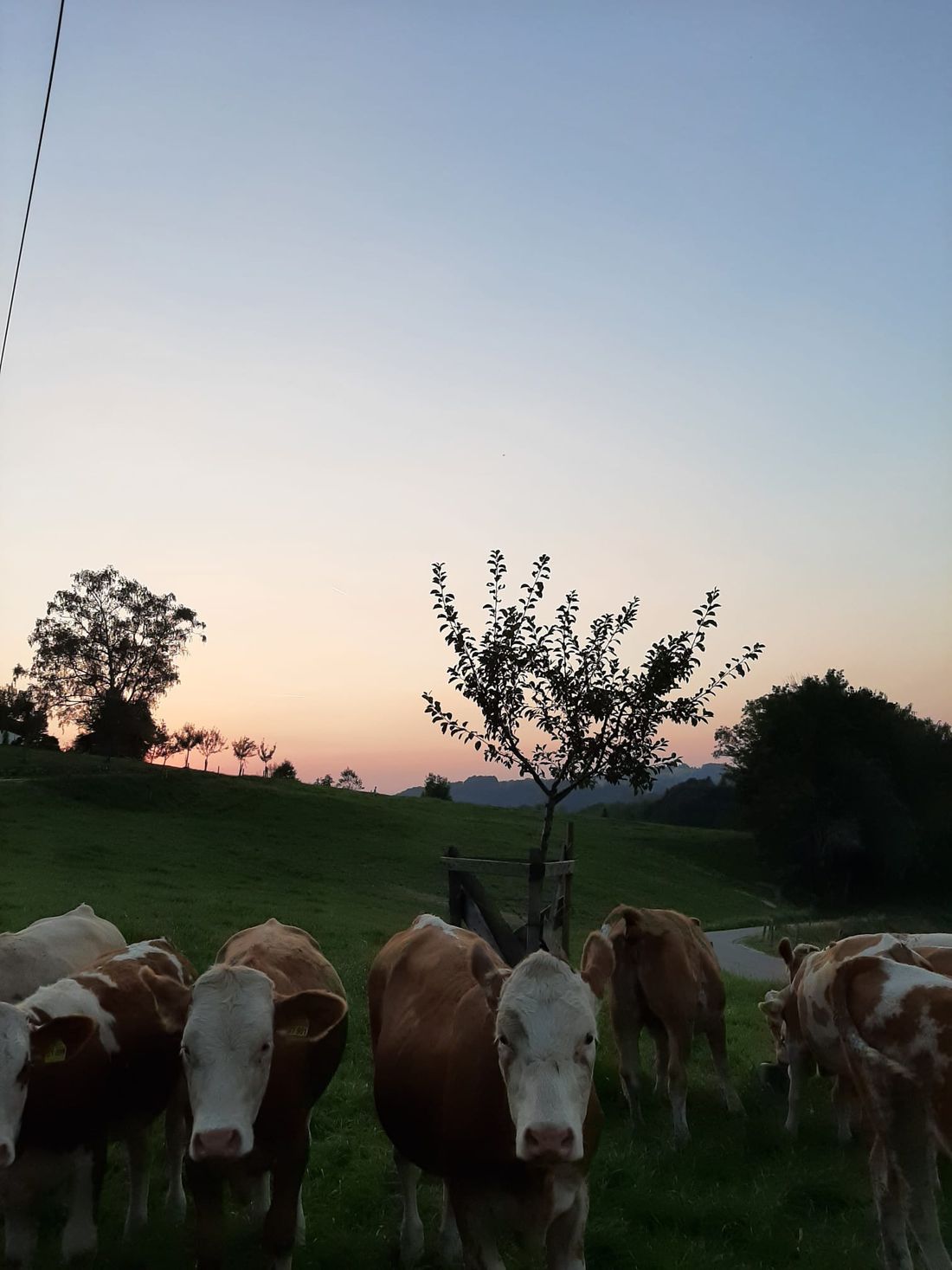 Kälber auf der Weide