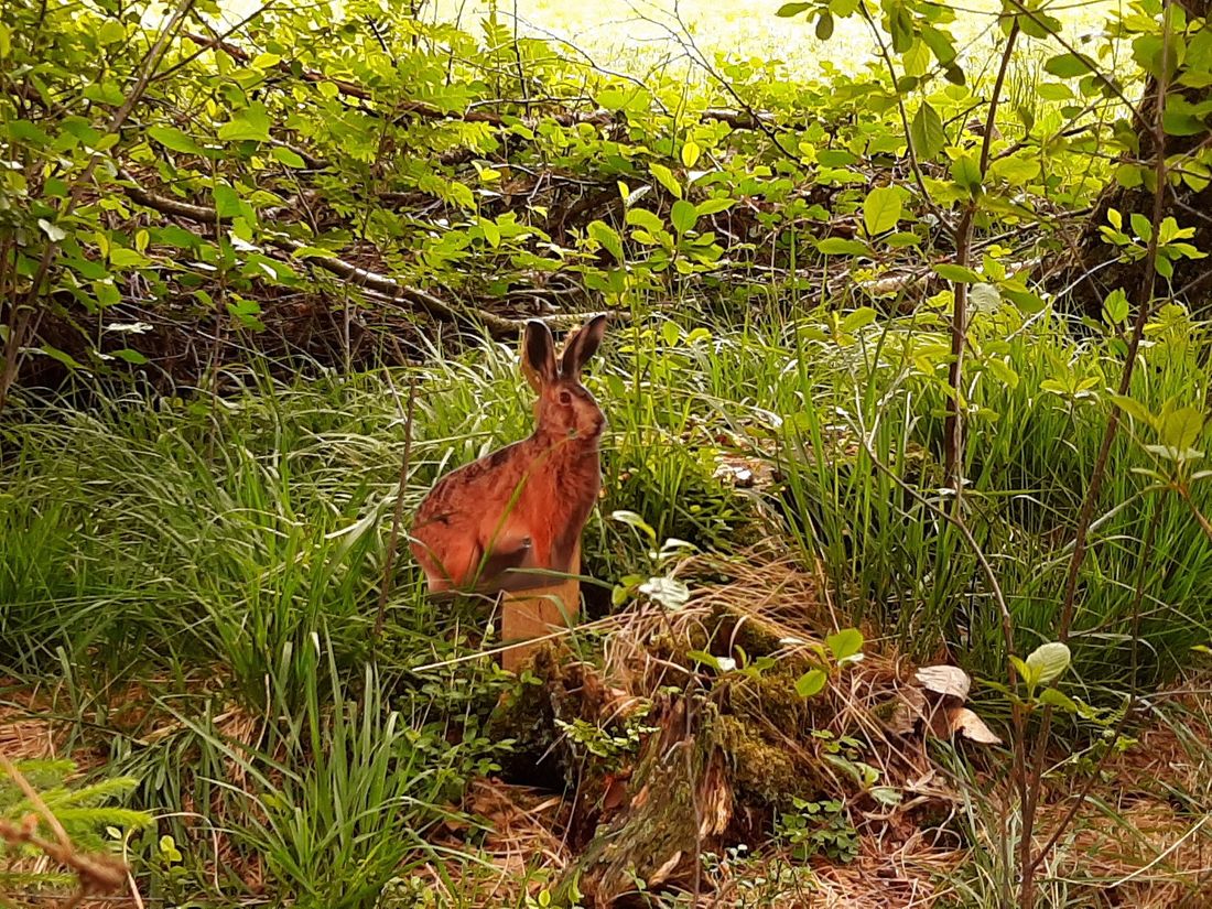 Das auffälligste Merkmal des Feldhasen sind seine langen Ohren