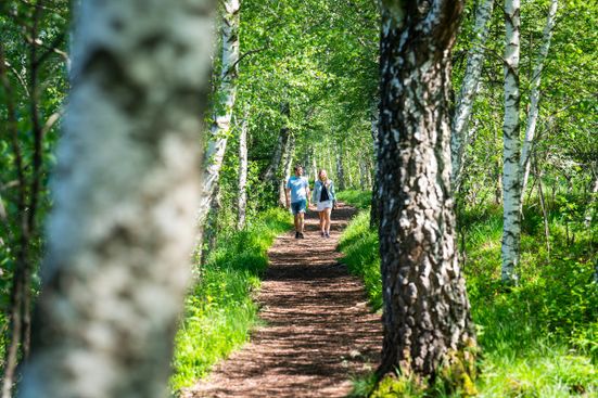 Spaziergang auf dem Moorrundweg