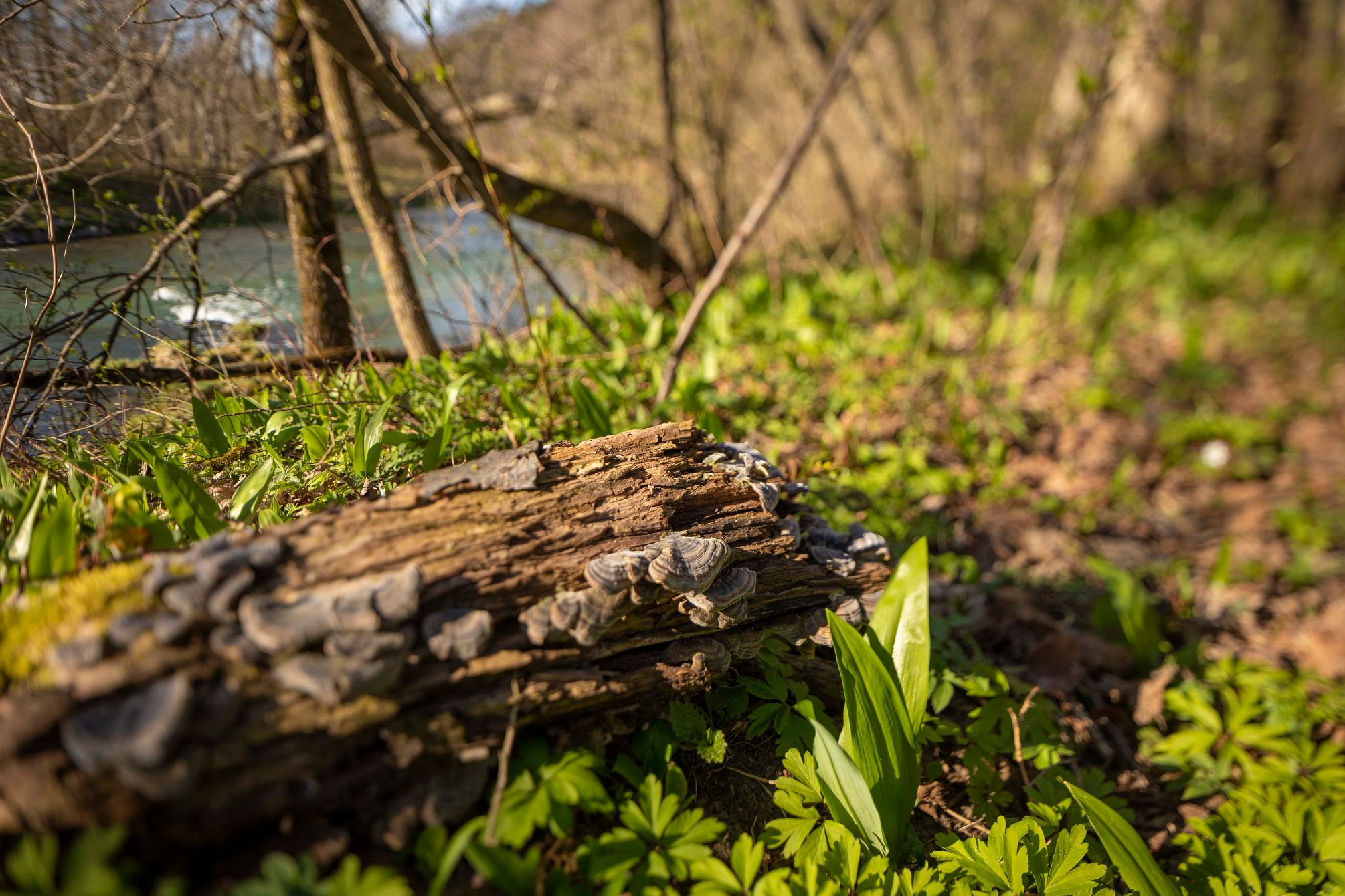 natur_2_2