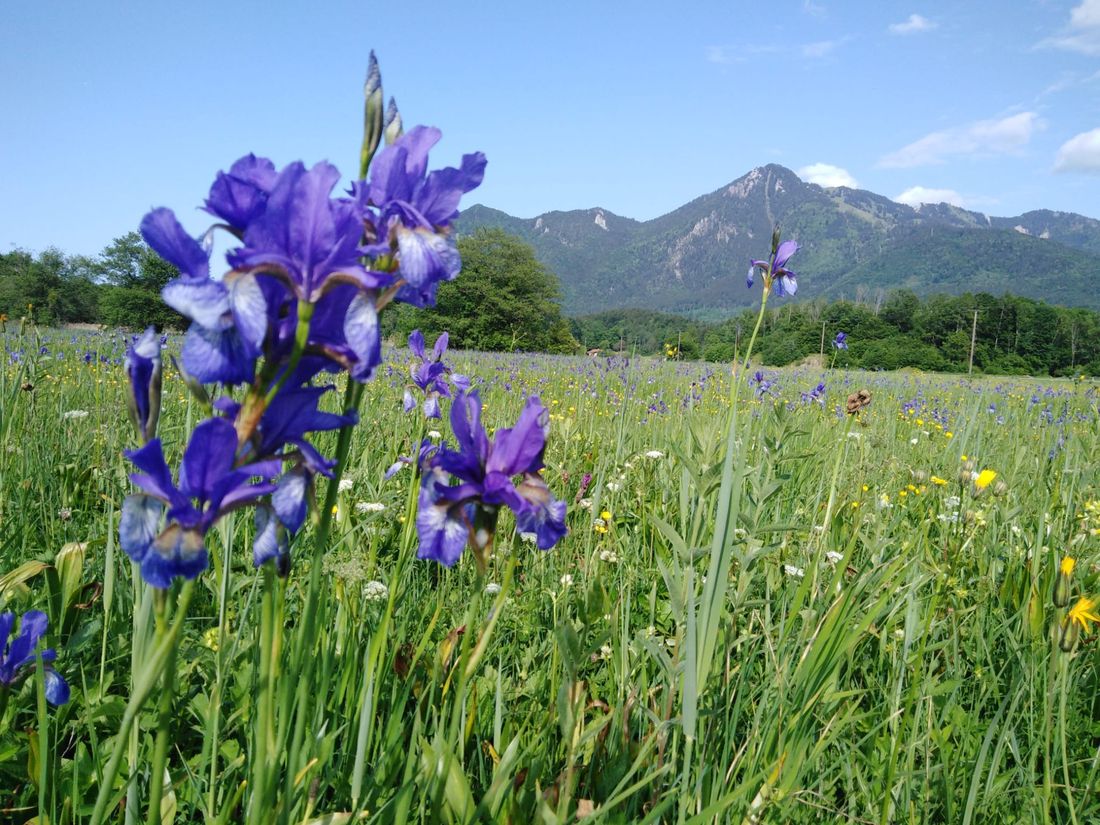 Frühling in der Staudacher Filze
