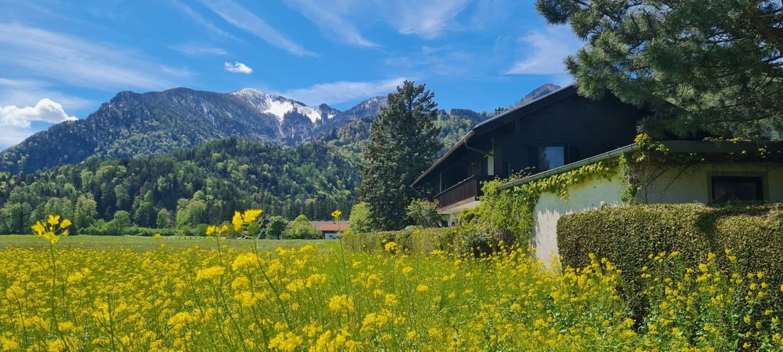 Rapsblüte mit Haus und Hochplatte
