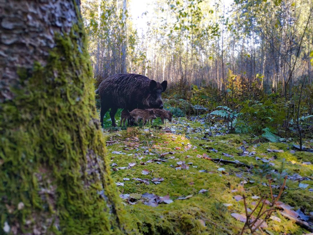 Rottauer Waldtierweg