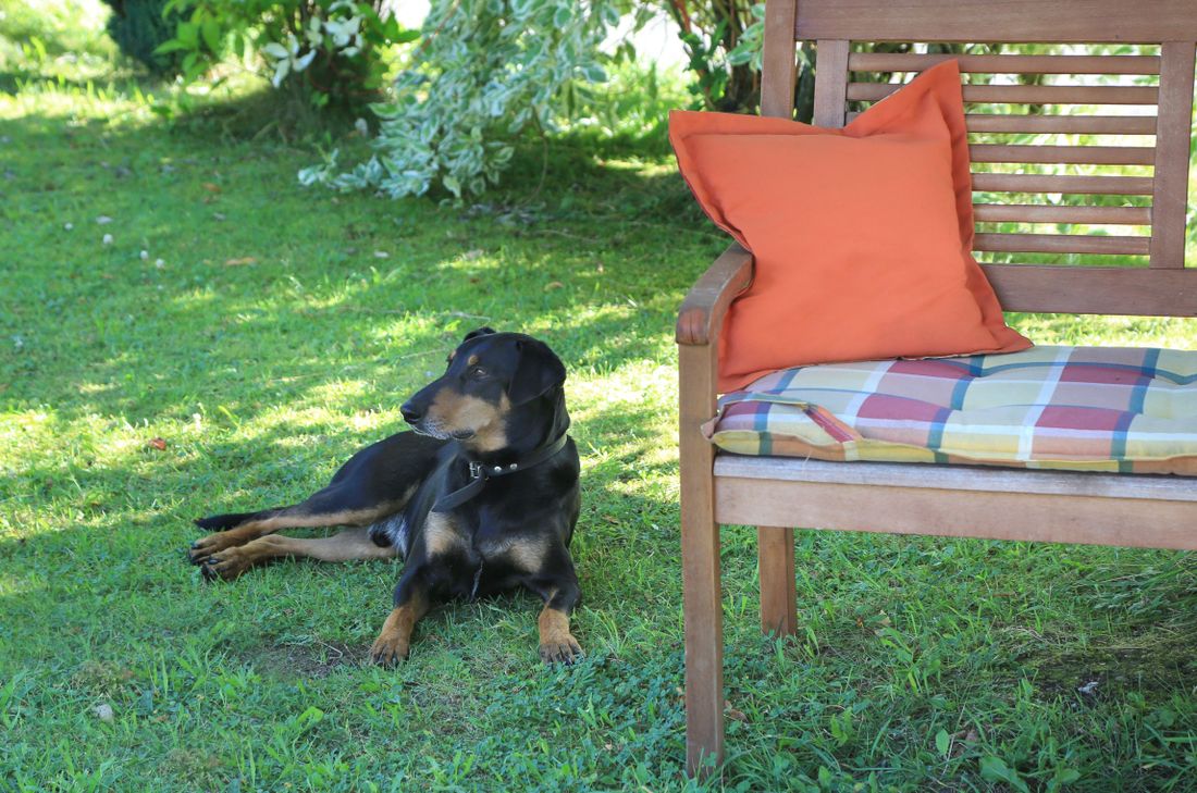 Unser Hofhund