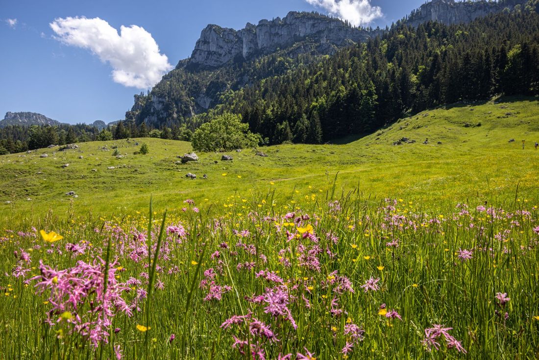 Grassauer Almwiesen