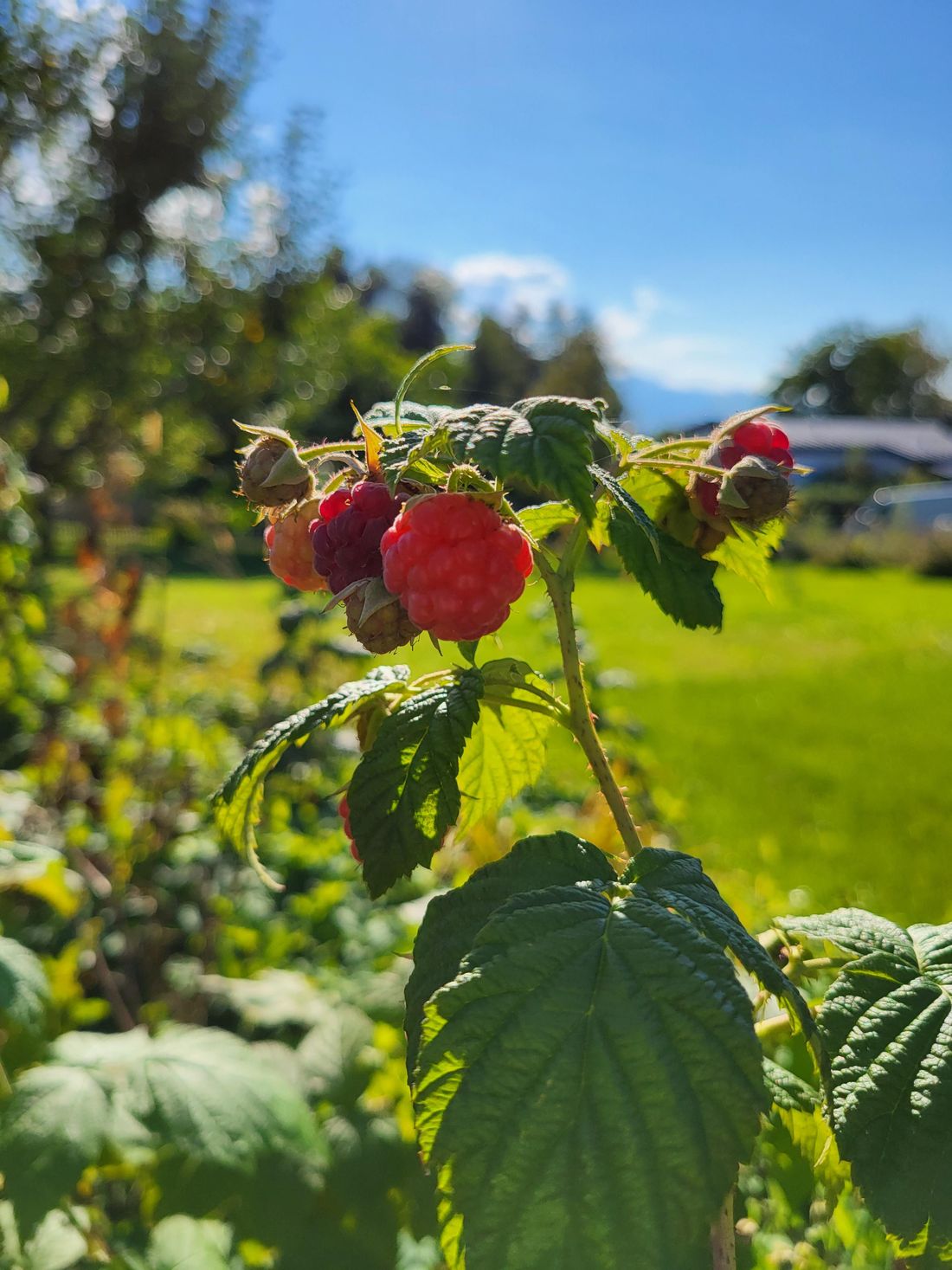 Die letzten Himbeeren für dieses Jahr