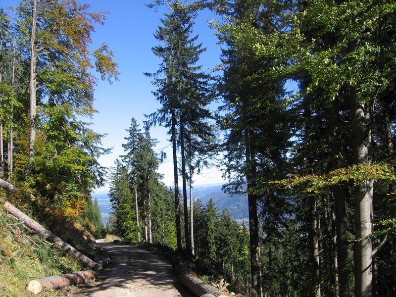 Schattiger Wanderweg im Rottauer Tal