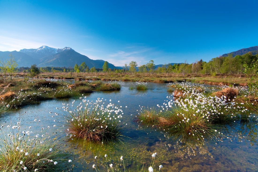 Wollgras in der Kendlmühlfilze