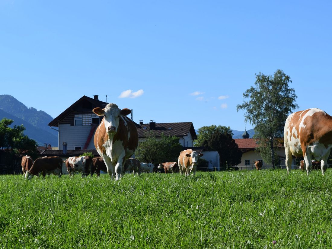 Wiese vor dem Hof mit Kühen