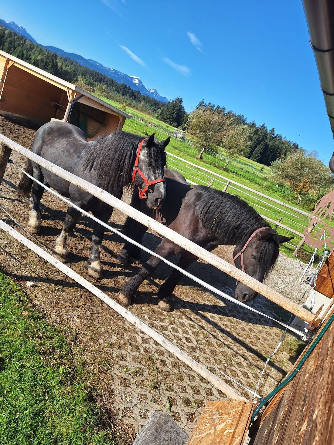 Unsere sanften Riesen "Navaro & Felino"