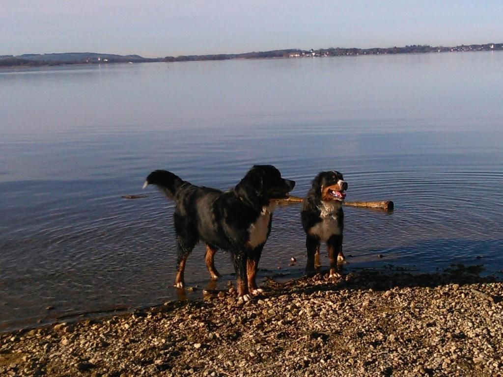 Hunde am Chiemsee