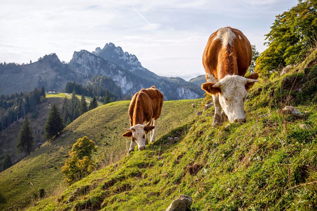 Almkühe. Im Hintergrund die Piesenhausener Hochalm.