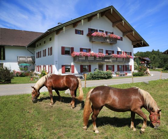 Der Heutauer Hof mit seinen Pferden