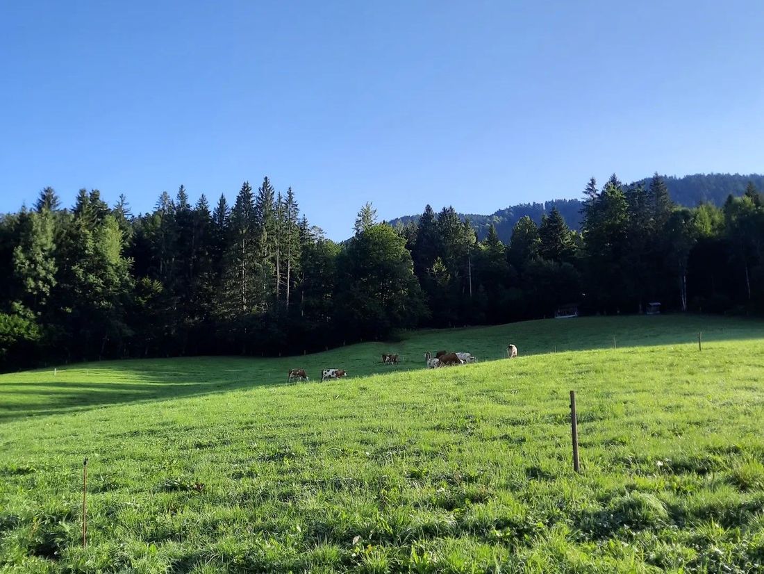 Ausblick auf die Kuhweide
