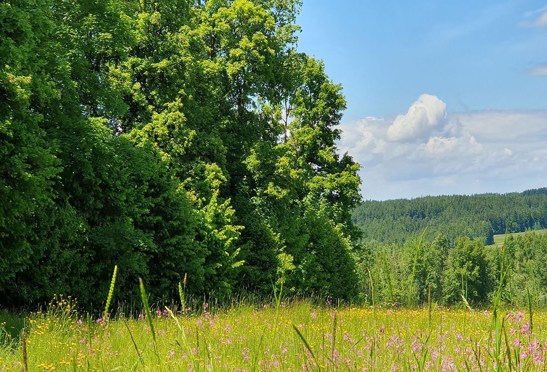 der Ausblick
