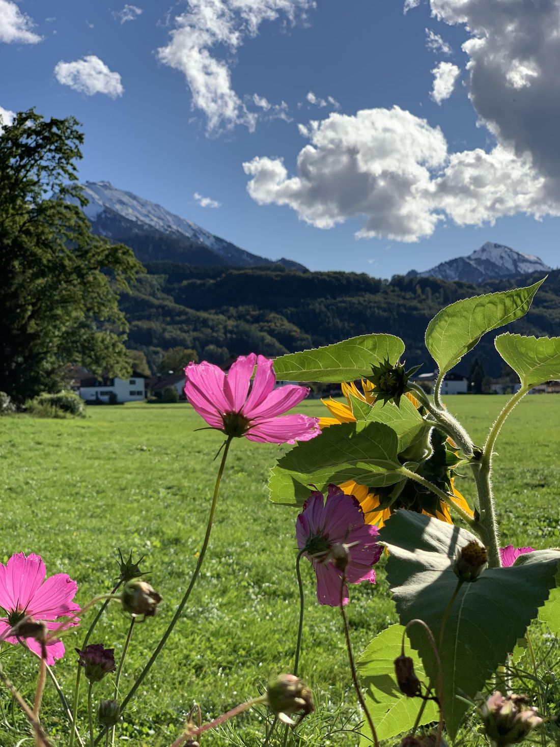 Blick auf den Hochfelln und Hochgern