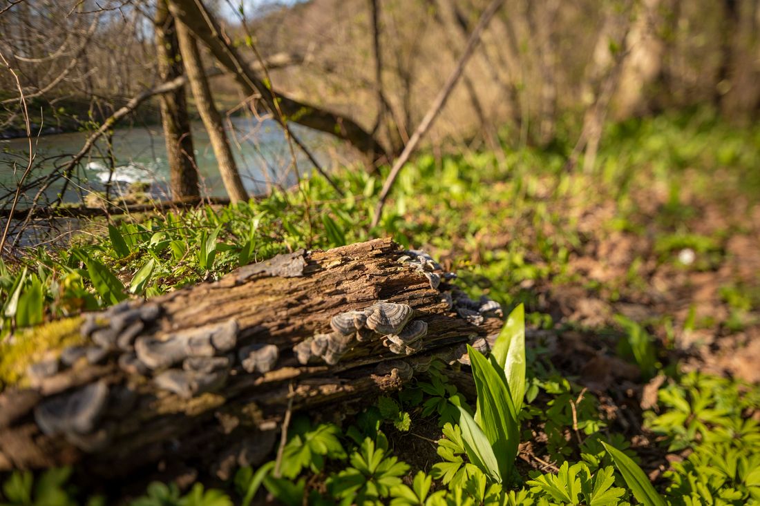 natur_2_2