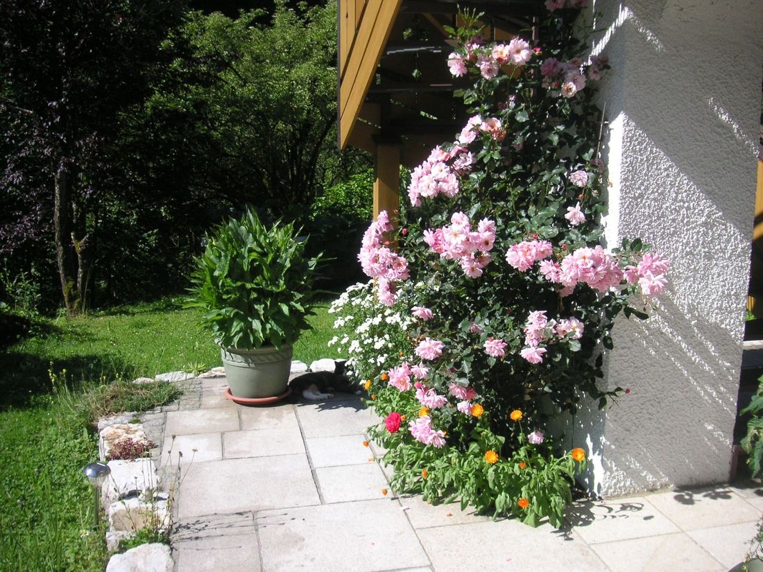 Rosen beim Eingang zur Ferienwohnung