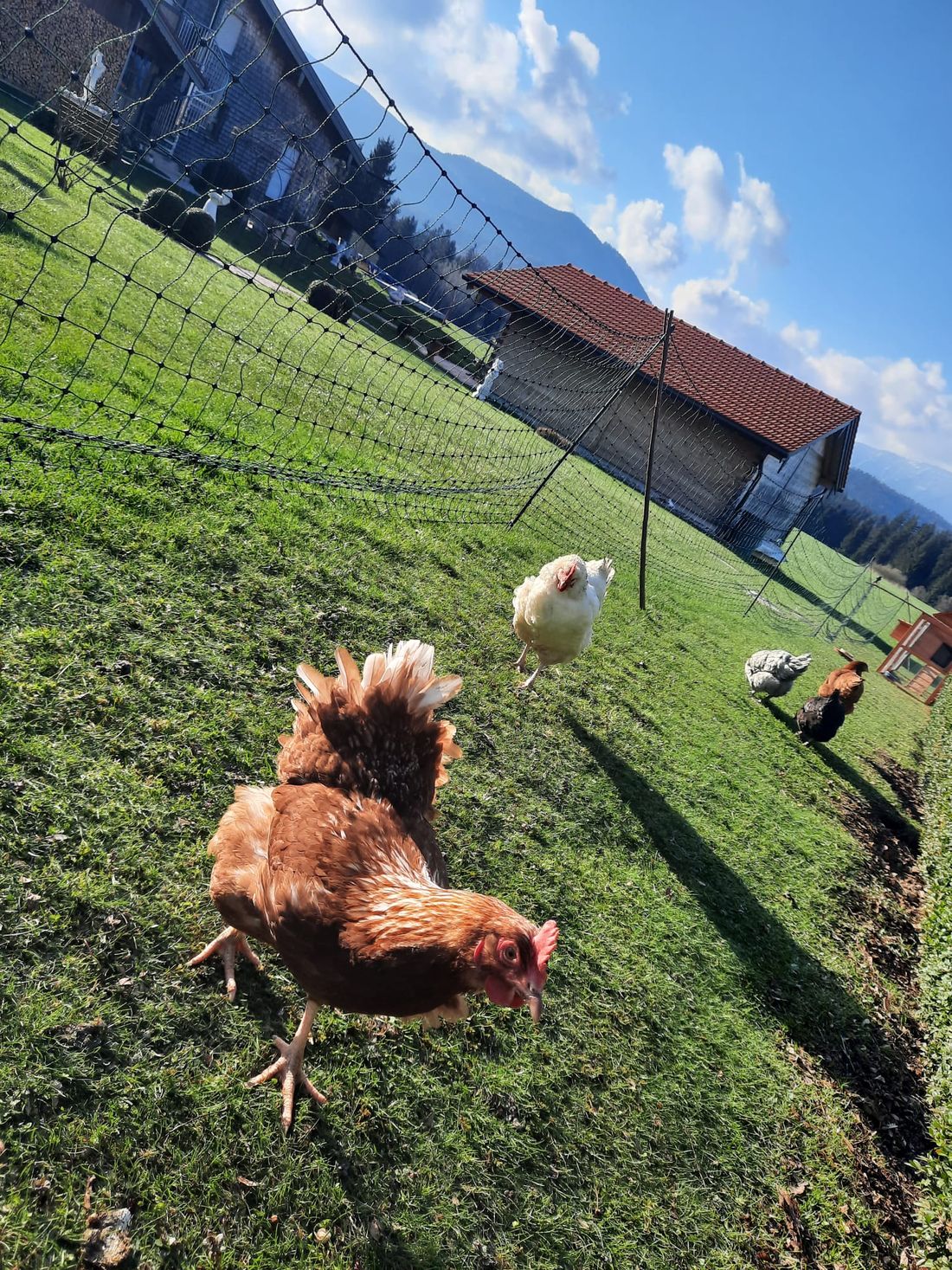 Unsere fleißigen Hühner